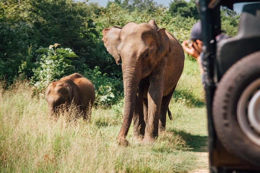 Elephants encountered on a jungle safari, Sri Lanka