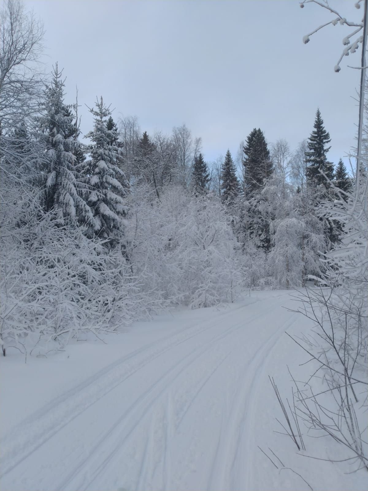 Snow-covered trail through the Northern Swedish forest